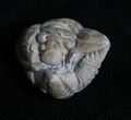 Enrolled Flexicalymene Trilobite #4601-1